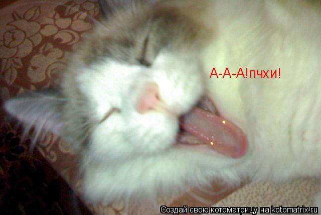 Котоматрица: А-А-А!пчхи!
