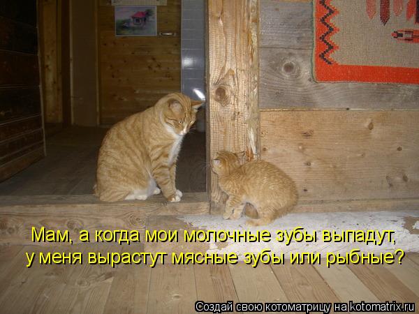 Мам, а когда мои молочные зубы выпадут, у меня вырастут мясные зубы или рыбные?... Котоматрица: Мам, а когда мои молочные зубы выпадут, у меня вырастут мясные зубы или рыбные?