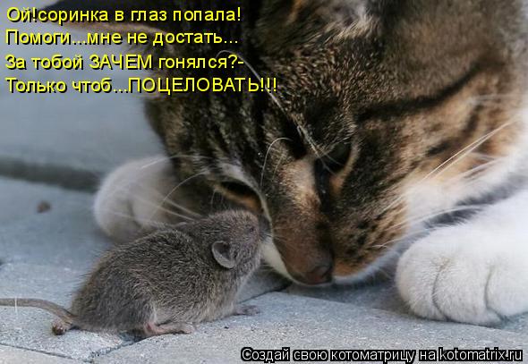 Ой!соринка в глаз попала! Помоги...мне не достать... Только чтоб...ПОЦЕЛОВАТЬ!!! За тобой ЗАЧЕМ гонял... Котоматрица: Ой!соринка в глаз попала! Помоги...мне не достать... Только чтоб...ПОЦЕЛОВАТЬ!!! За тобой ЗАЧЕМ гонялся?-