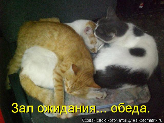 Котоматрица: Зал ожидания... обеда.