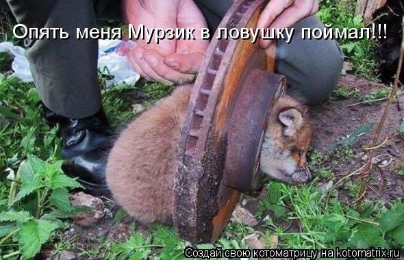 Опять меня Мурзик в ловушку поймал!!!... Котоматрица: Опять меня Мурзик в ловушку поймал!!!