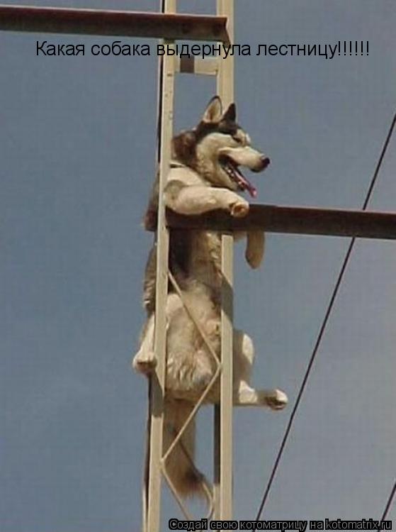 Какая собака выдернула лестницу!!!!!!... Котоматрица: Какая собака выдернула лестницу!!!!!!