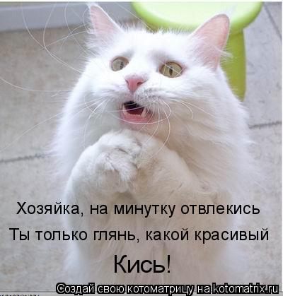 Хозяйка, на минутку отвлекись Ты только глянь, какой красивый Кись!... Котоматрица: Хозяйка, на минутку отвлекись Ты только глянь, какой красивый Кись!
