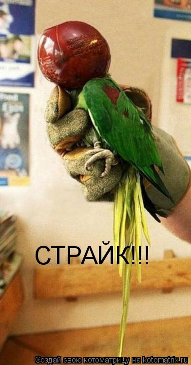 СТРАЙК!!!... Котоматрица: СТРАЙК!!!
