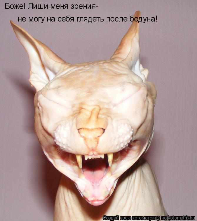Боже! Лиши меня зрения- не могу на себя глядеть после бодуна!... Котоматрица: Боже! Лиши меня зрения- не могу на себя глядеть после бодуна!