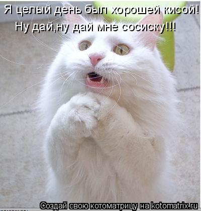 Котоматрица: Я целый день был хорошей кисой! Ну дай,ну дай мне сосиску!!!