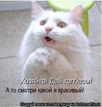 Хозяйка! Дай колбасы! А то смотри какой я красивый!... Котоматрица: Хозяйка! Дай колбасы! А то смотри какой я красивый!