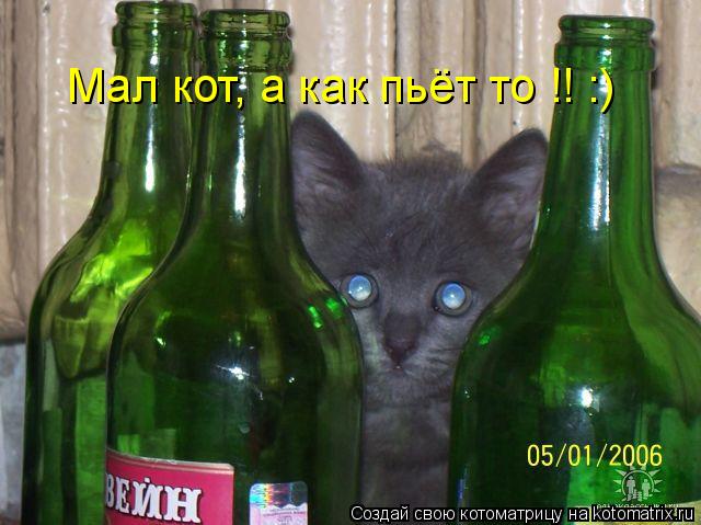Мал кот, а как пьёт то !! :)... Котоматрица: Мал кот, а как пьёт то !! :)