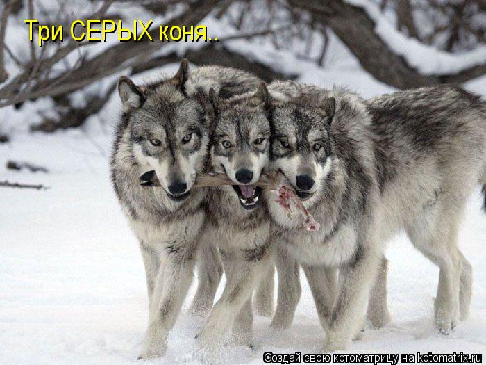 Три СЕРЫХ коня..... Котоматрица: Три СЕРЫХ коня..