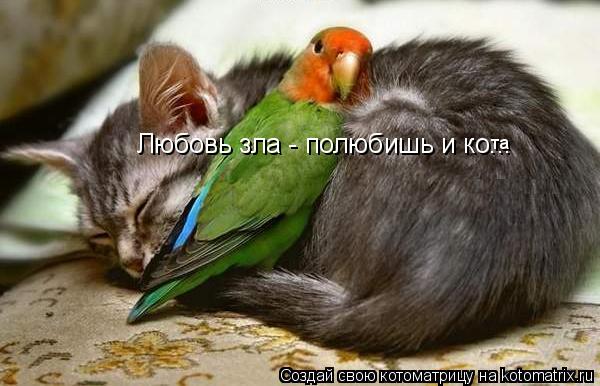 Любовь зла - полюбишь и ко... та... Котоматрица: Любовь зла - полюбишь и ко... та