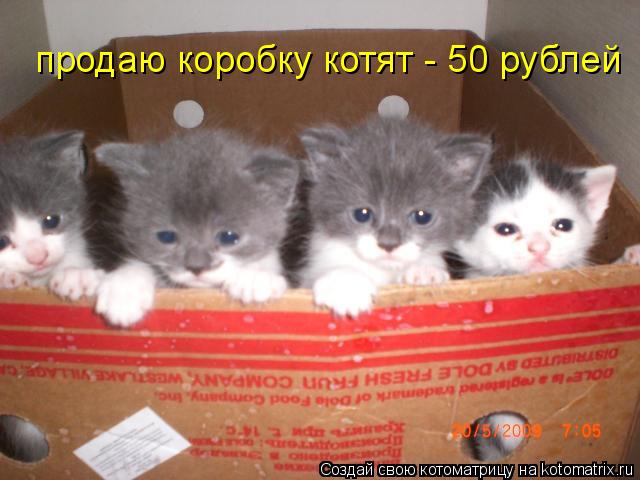 продаю коробку котят - 50 рублей... Котоматрица: продаю коробку котят - 50 рублей