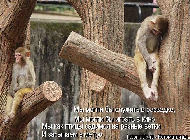 Мы могли бы служить в разведке, Мы могли бы играть в кино. Мы как птицы садимся на разные ветки И з... Котоматрица: Мы могли бы служить в разведке, Мы могли бы играть в кино. Мы как птицы садимся на разные ветки И засыпаем в метро