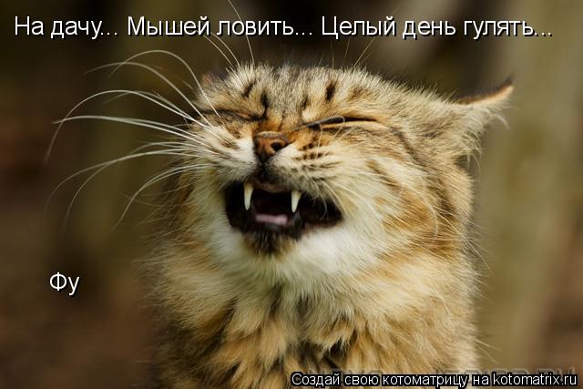 На дачу... Мышей ловить... Целый день гулять... Фу... Котоматрица: На дачу... Мышей ловить... Целый день гулять... Фу