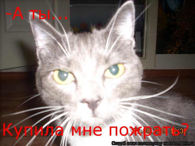 -А ты... Купила мне пожрать?... Котоматрица: -А ты... Купила мне пожрать?