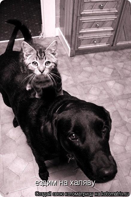ездим на халяву... Котоматрица: ездим на халяву