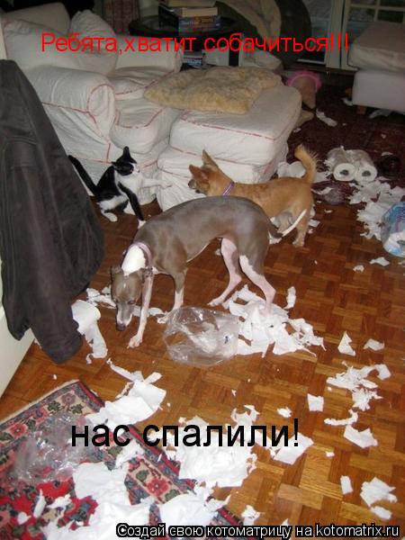 Ребята,хватит собачиться!!! нас спалили!... Котоматрица: Ребята,хватит собачиться!!! нас спалили!