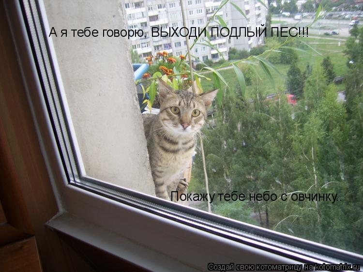 А я тебе говорю, ВЫХОДИ ПОДЛЫЙ ПЕС!!! Покажу тебе небо с овчинку..... Котоматрица: А я тебе говорю, ВЫХОДИ ПОДЛЫЙ ПЕС!!! Покажу тебе небо с овчинку..