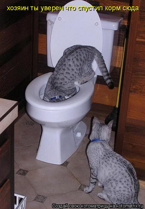 хозяин ты уверен что спустил корм сюда... Котоматрица: хозяин ты уверен что спустил корм сюда