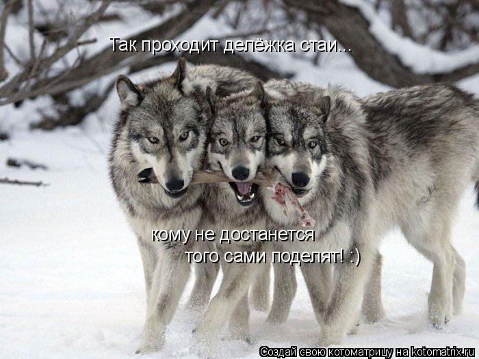 Так проходит делёжка стаи... кому не достанется того сами поделят! :)... Котоматрица: Так проходит делёжка стаи... кому не достанется того сами поделят! :)