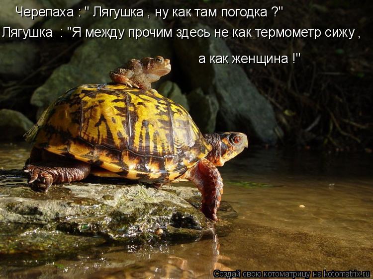 Черепаха : " Лягушка , ну как там погодка ?" Лягушка : "Я между прочим здесь не как термометр сижу ,... Котоматрица: Черепаха : " Лягушка , ну как там погодка ?" Лягушка : "Я между прочим здесь не как термометр сижу , а как женщина !"