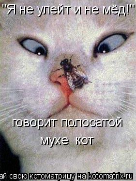 говорит полосатой мухе кот "Я не улейт и не мёд!"... Котоматрица: говорит полосатой мухе кот "Я не улейт и не мёд!"