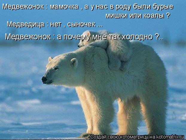 Медвежонок : мамочка , а у нас в роду были бурые мишки или коалы ? Медведица : нет , сыночек ... Медв... Котоматрица: Медвежонок : мамочка , а у нас в роду были бурые мишки или коалы ? Медведица : нет , сыночек ... Медвежонок : а почему мне так холодно ?..