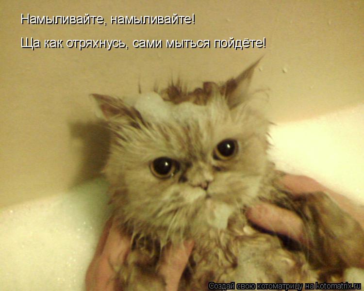 Ща как отряхнусь, сами мыться пойдёте! Намыливайте, намыливайте!... Котоматрица: Ща как отряхнусь, сами мыться пойдёте! Намыливайте, намыливайте!