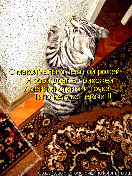 С максимально честной рожей Я обои драл в прихожей У меня инстинкт и точка Типо нету когтеточи!!!... Котоматрица: С максимально честной рожей Я обои драл в прихожей У меня инстинкт и точка Типо нету когтеточи!!!