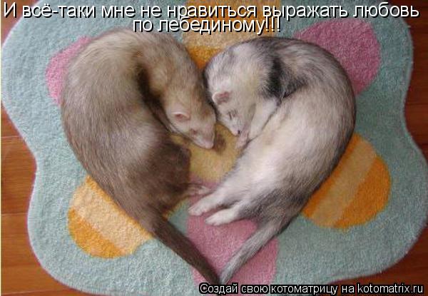 И всё-таки мне не нравиться выражать любовь по лебединому!!!... Котоматрица: И всё-таки мне не нравиться выражать любовь по лебединому!!!