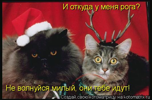 И откуда у меня рога? Не волнуйся милый, они тебе идут!... Котоматрица: И откуда у меня рога? Не волнуйся милый, они тебе идут!