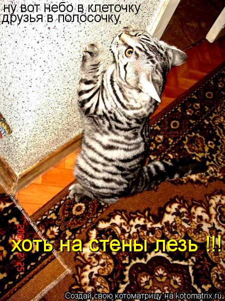 ну вот небо в клеточку друзья в полосочку, хоть на стены лезь !!!... Котоматрица: ну вот небо в клеточку друзья в полосочку, хоть на стены лезь !!!