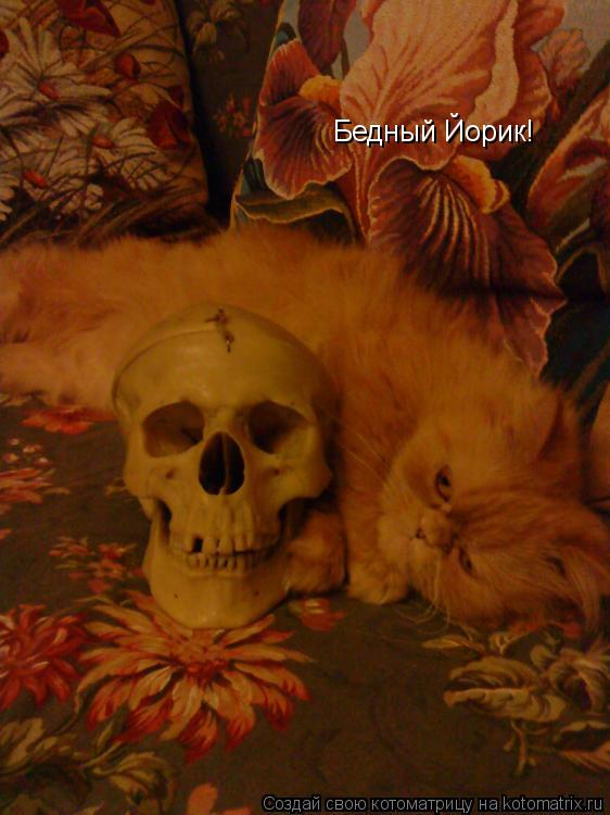 Бедный Йорик!... Котоматрица: Бедный Йорик!