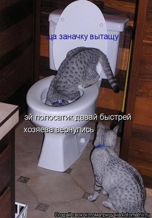 ща заначку вытащу эй полосатик давай быстрей хозяева вернулись... Котоматрица: ща заначку вытащу эй полосатик давай быстрей хозяева вернулись