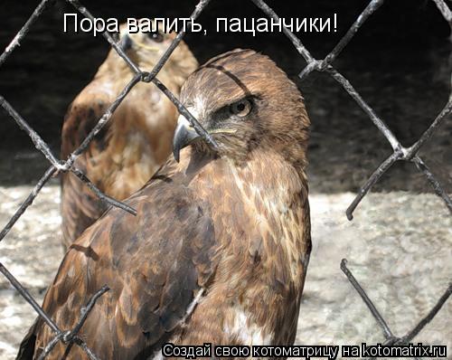 Пора валить, пацанчики!... Котоматрица: Пора валить, пацанчики!
