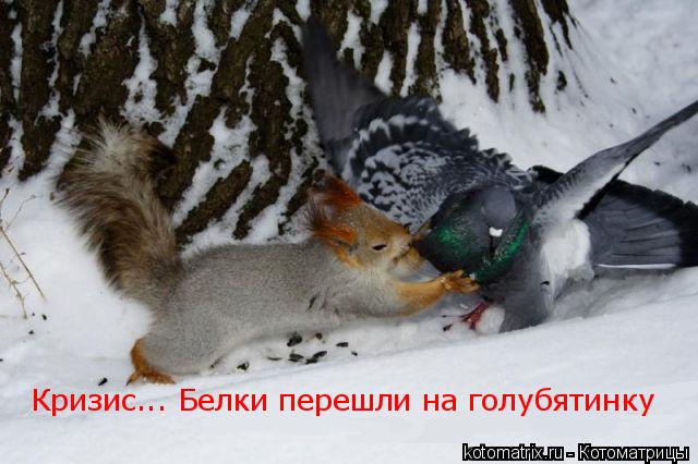 Кризис... Белки перешли на голубятинку... Котоматрица: Кризис... Белки перешли на голубятинку