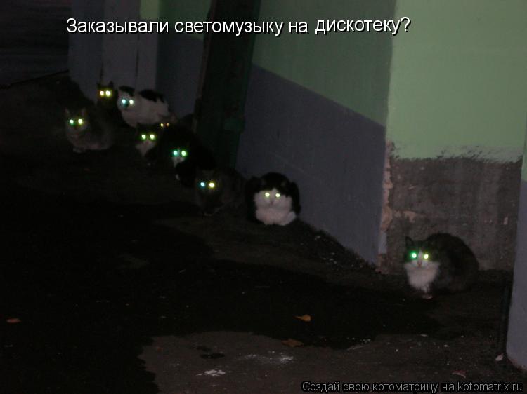 Заказывали светомузыку на дискотеку?... Котоматрица: Заказывали светомузыку на дискотеку?