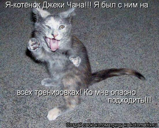 Я-котёнок Джеки Чана!!! Я был с ним на всёх тренировках! Ко мне опасно подходить!!!... Котоматрица: Я-котёнок Джеки Чана!!! Я был с ним на всёх тренировках! Ко мне опасно подходить!!!