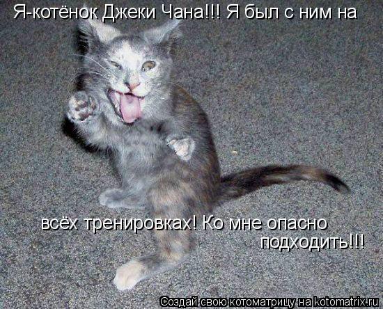 Котоматрица: Я-котёнок Джеки Чана!!! Я был с ним на  всёх тренировках! Ко мне опасно  подходить!!!