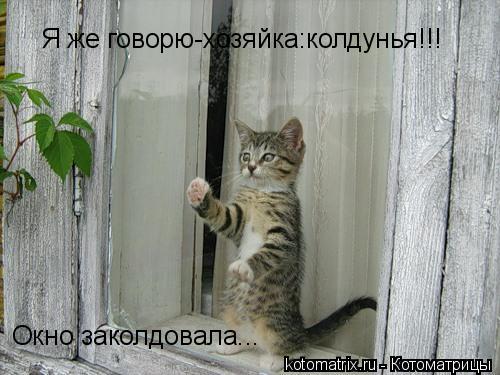 Я же говорю-хозяйка:колдунья!!! Окно заколдовала...... Котоматрица: Я же говорю-хозяйка:колдунья!!! Окно заколдовала...