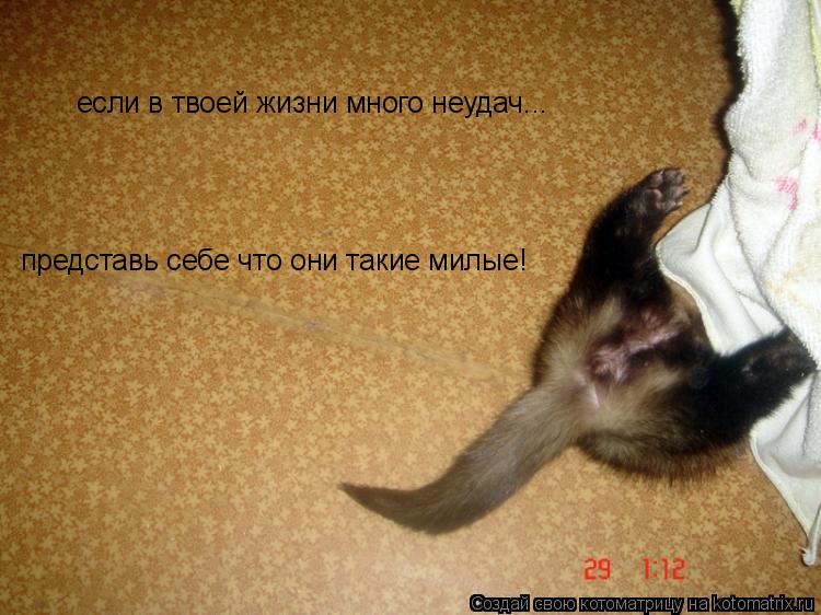 Котоматрица: если в твоей жизни много неудач... представь себе что они такие милые!