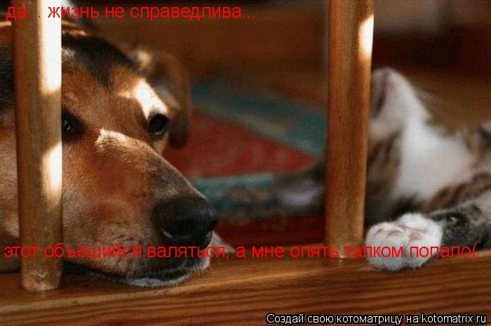 Котоматрица: да... жизнь не справедлива... этот объешийся валяться, а мне опять тапком попало(
