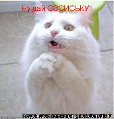 Ну дай СОСИСЬКУ... Котоматрица: Ну дай СОСИСЬКУ