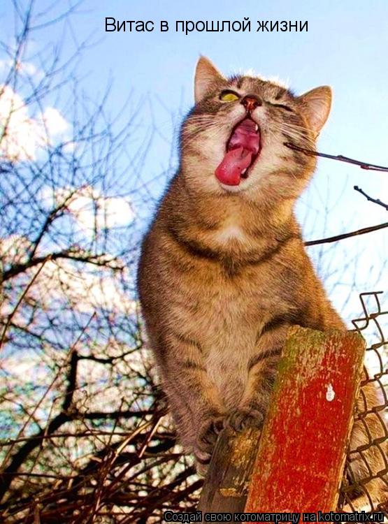 Котоматрица: Витас в прошлой жизни