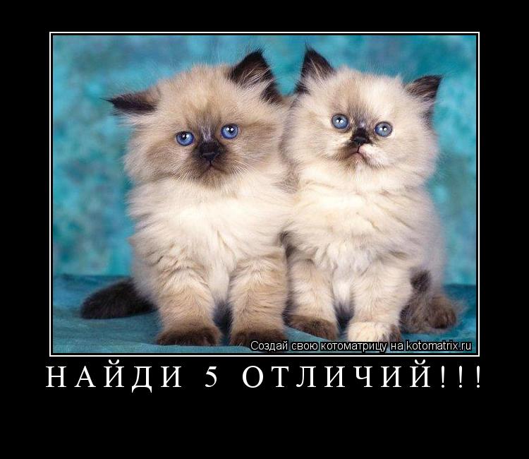 Котоматрица: НАЙДИ 5 ОТЛИЧИЙ!!! 