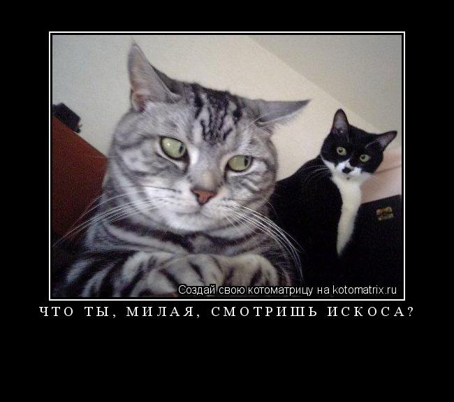 Котоматрица: ЧТО ТЫ, МИЛАЯ, СМОТРИШЬ ИСКОСА? 