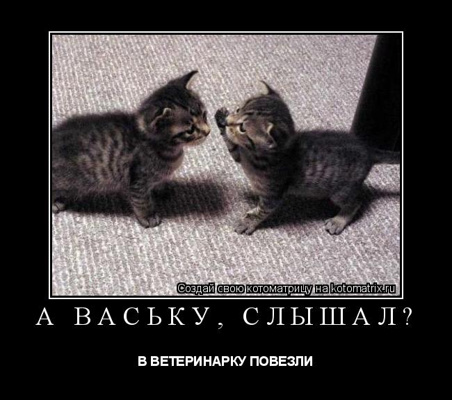 Котоматрица: А ВАСЬКУ, СЛЫШАЛ? В ВЕТЕРИНАРКУ ПОВЕЗЛИ