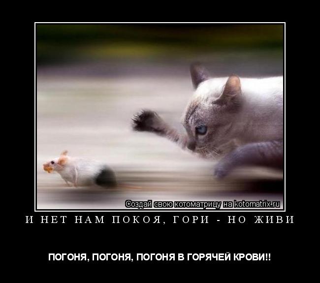 Котоматрица: И НЕТ НАМ ПОКОЯ, ГОРИ - НО ЖИВИ ПОГОНЯ, ПОГОНЯ, ПОГОНЯ В ГОРЯЧЕЙ КРОВИ!!