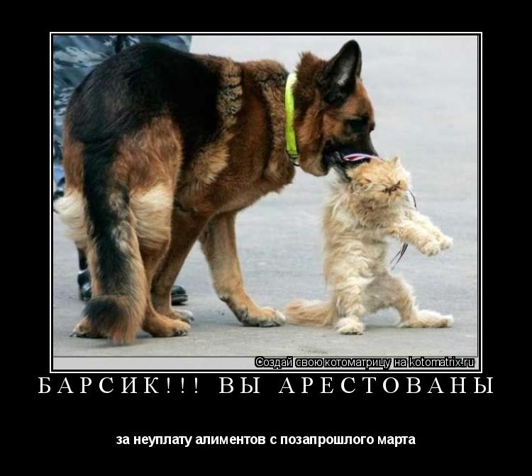 Котоматрица: БАРСИК!!! ВЫ АРЕСТОВАНЫ за неуплату алиментов с позапрошлого марта