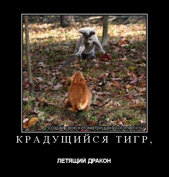 Котоматрица: КРАДУЩИЙСЯ ТИГР, ЛЕТЯЩИЙ ДРАКОН