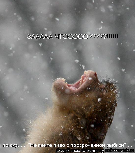 Котоматрица: ЗААААА ЧТООООО?????!!!!!! по скр. ....."Не пейте пиво с просроченной рыбкой"....